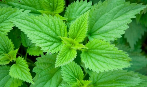 green stinging nettle in garden